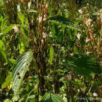 Strobilanthes stenodon C.B.Clarke